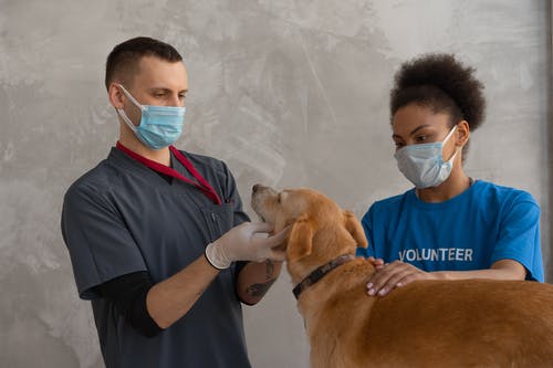 The Sheer Benefits of Proper Dog Dental Care