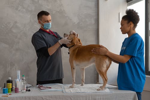 Why Is Compassion Crucial in Animal Hospitals?
