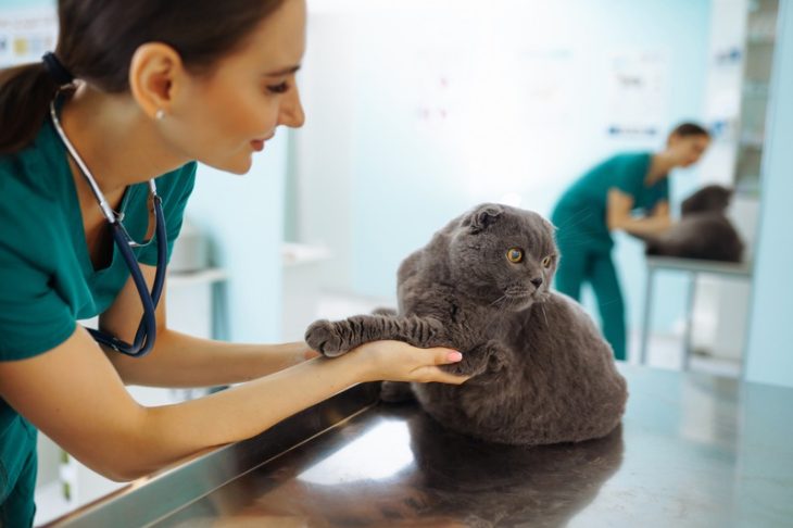 When Is the Best Time for Preventive Surgery in Pets?
