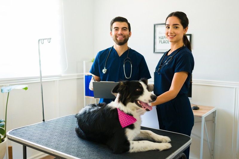 What Benefits Does Your Pet Get from Vet Surgeons Working with Internists?