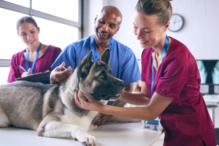What Steps Are Involved in a Wellness Pet Check-Up?
