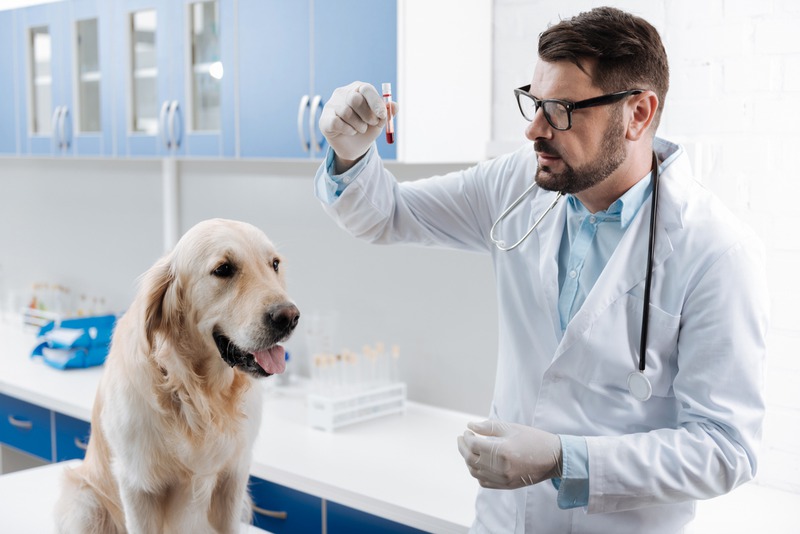 How Do Vets Diagnose Allergies During Routine Health Exams For Pets?