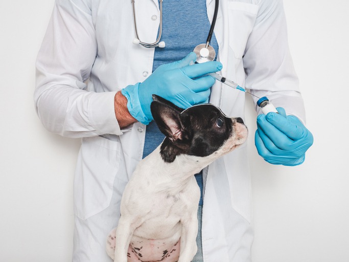 How Vaccinations Contribute to Your Pet’s Health and Lifespan