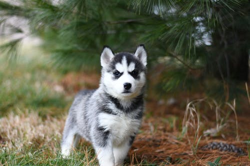 Helpful Training Tips for Your Puppy