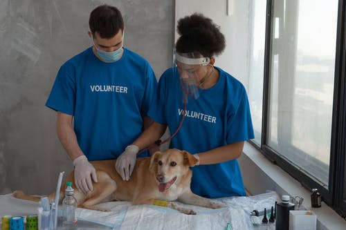 What Kinds of Tests Do Vet Labs Usually Do?
