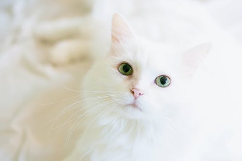 Vital Veterinary Care That Your Pets May Need