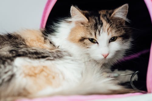 Can Pet Vaccination Prevent Dental Problems and Parasites?