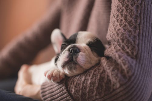 The Necessity of Diagnostic Testing in Pet Emergency