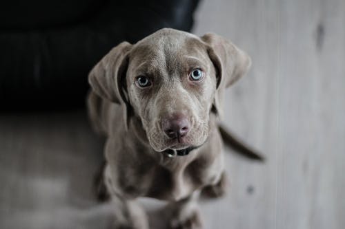 How To Choose the Right Veterinary Hospital for Your Pet’s Needs