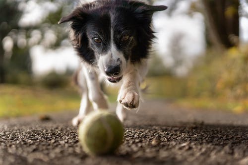 The Science Behind Parvovirus: Understanding the Virus That Threatens Our Pets