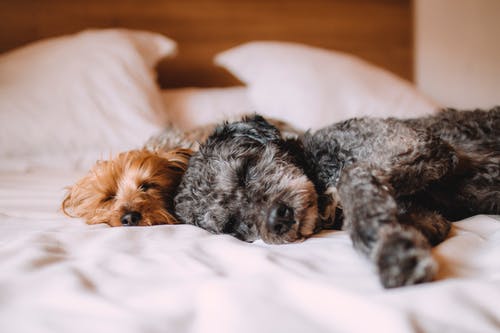 What Are the Most Common Veterinary Dental Procedures: An Overview for Pet Owners