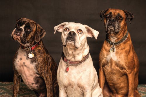 Pet Allergy Management: The Role of Diet, Supplements, and Lifestyle