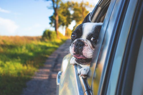 Why Choose a Vet Radiologist for Your Pet’s Imaging Needs: The Expertise and Skills Behind Accurate Diagnostic Results