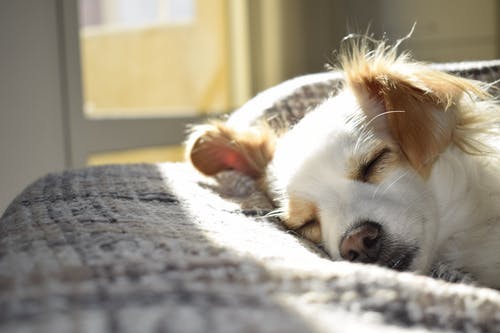 Decoding Dental Symptoms: How to Spot and Address Oral Health Issues in Your Pets