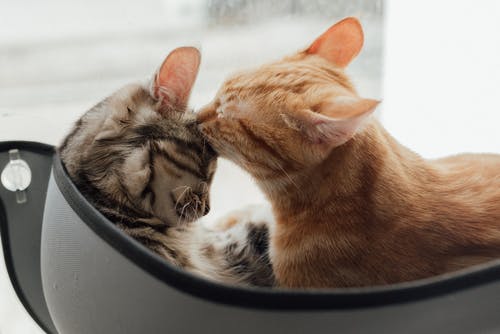 How to Recognize and Respond to Pet Emergencies