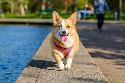 What to Expect in Your Pet’s Veterinary Internal Medicine Session