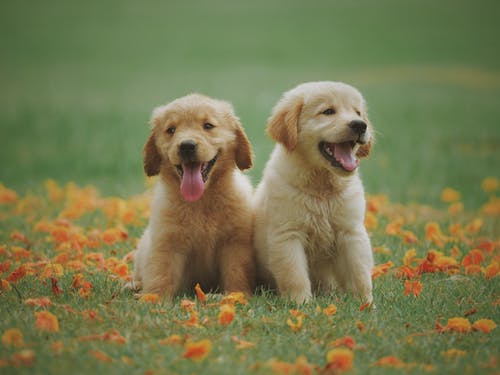 How Can Cold Laser Therapy for Pets Help in Surgery Recovery?