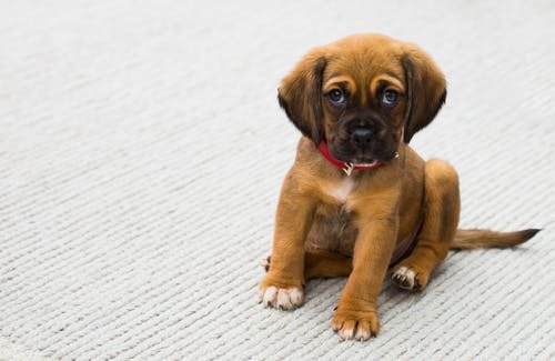 What Should I Look For in a Reliable Pet Boarding Facility?