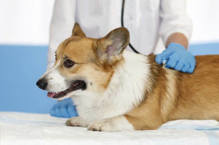 How Should Your Pet Receive Preventive Dental Maintenance?