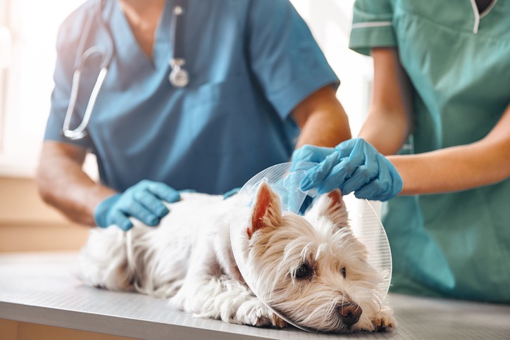 What Are Common Injuries That Require Emergency Vet Visits?