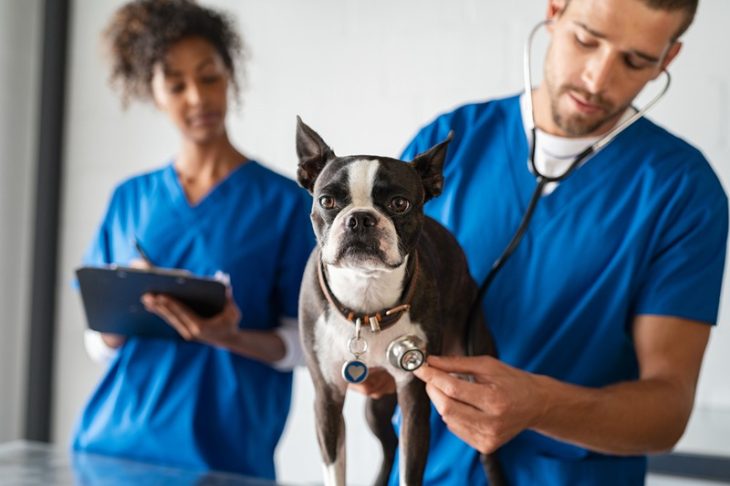 Why Are Routine Veterinary Exams Important for Your Pet’s Health?