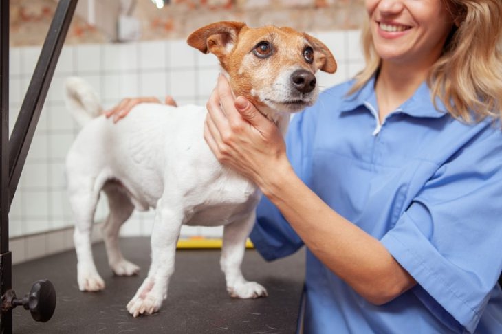 What Post-Op Care Do Young Pets Need?