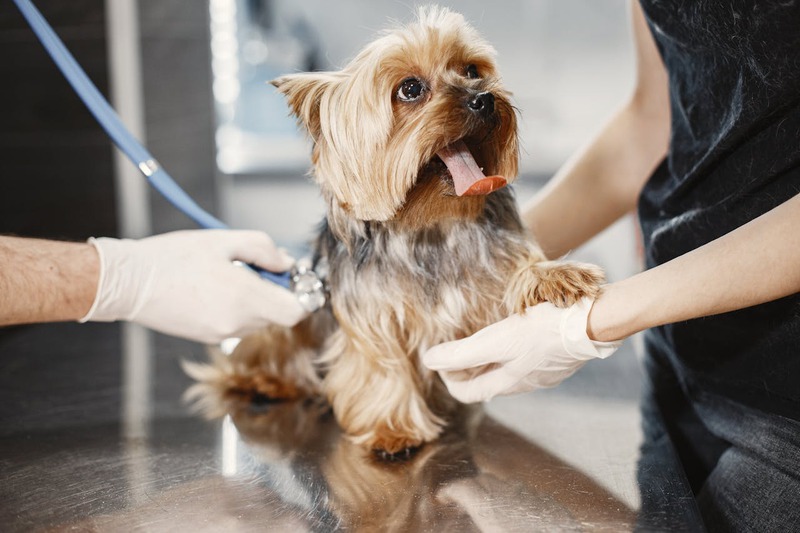 What Role Does Dental Hygiene Play in Your Pet’s Show Performance?