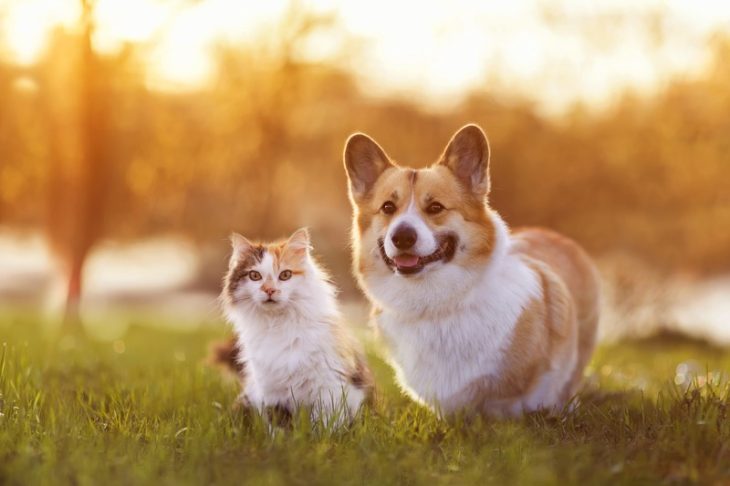 How Often Should My Pet See a Veterinarian?