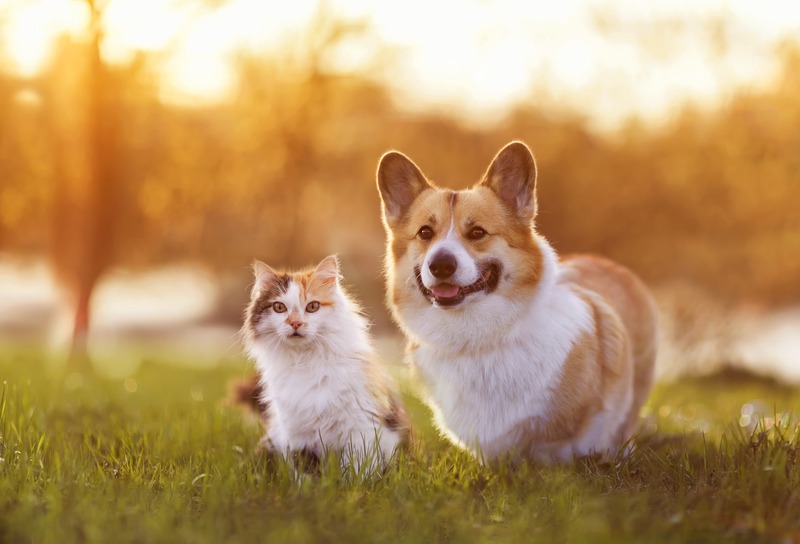 How Often Should My Pet See a Veterinarian?