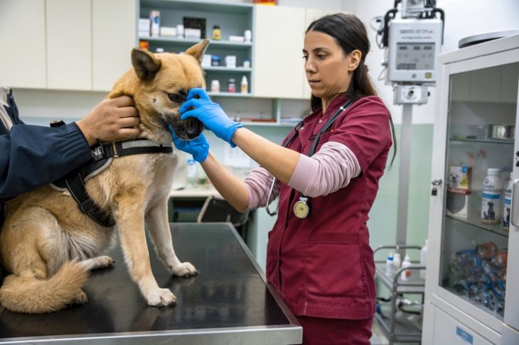 How Can Routine Check-ups Enhance My Pet’s Athletic Performance?