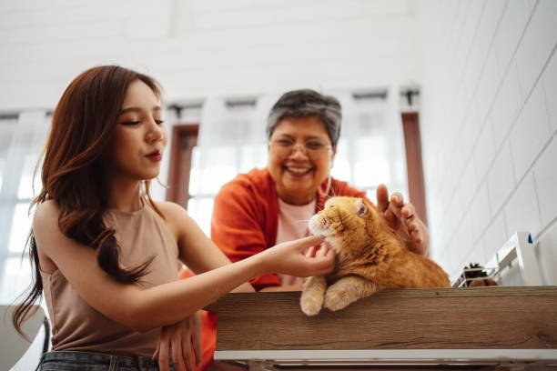 What Facilities Provide Post-Surgery Rehabilitation for Cats?