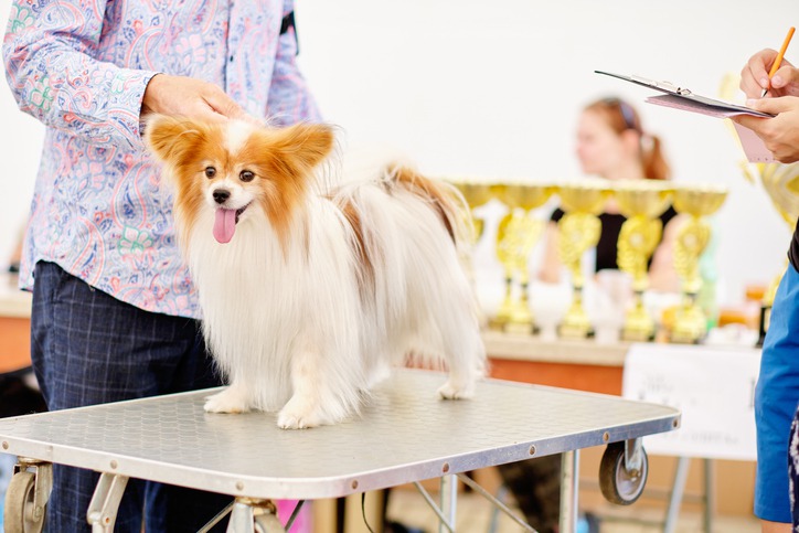 Why Is a Healthy Coat Crucial for Pet Show Competitions?